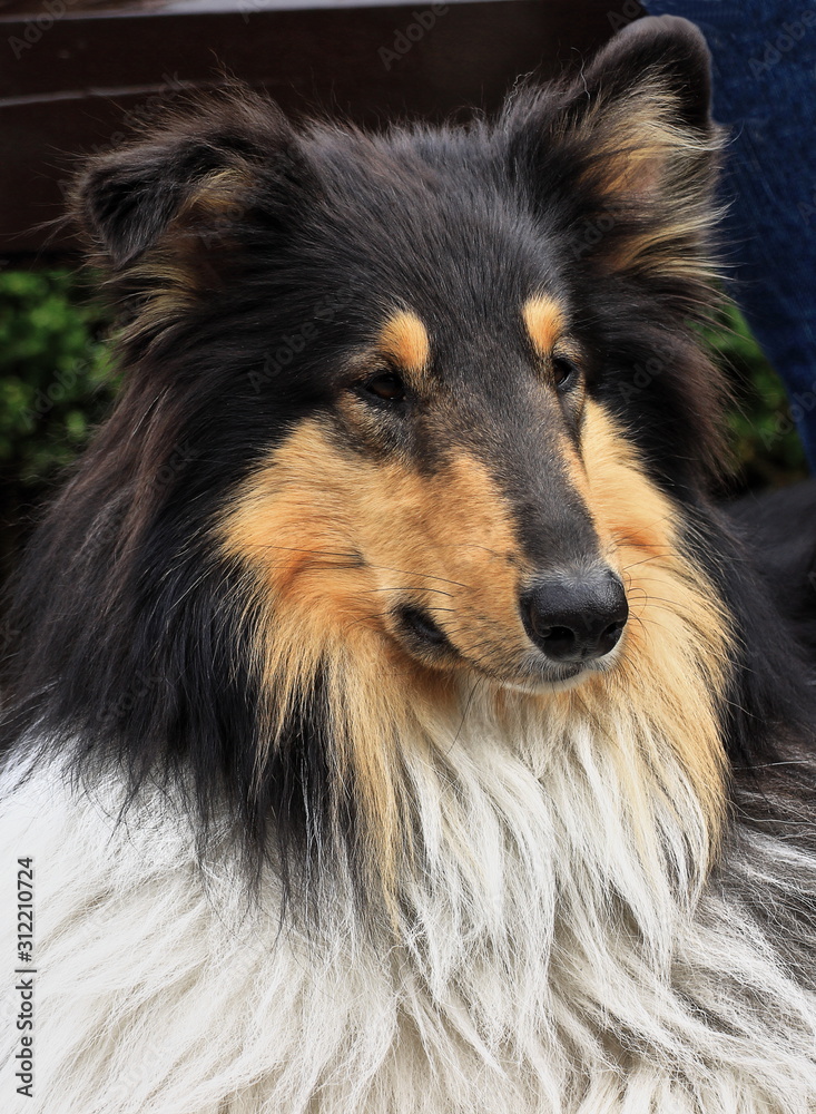 A close up color image of a Collie dog. A close up color image of a Collie dog.