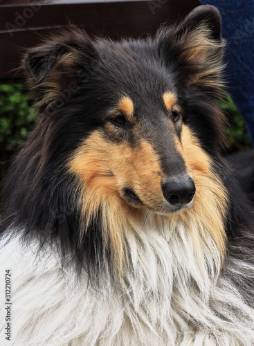 A close up color image of a Collie dog. © mike
