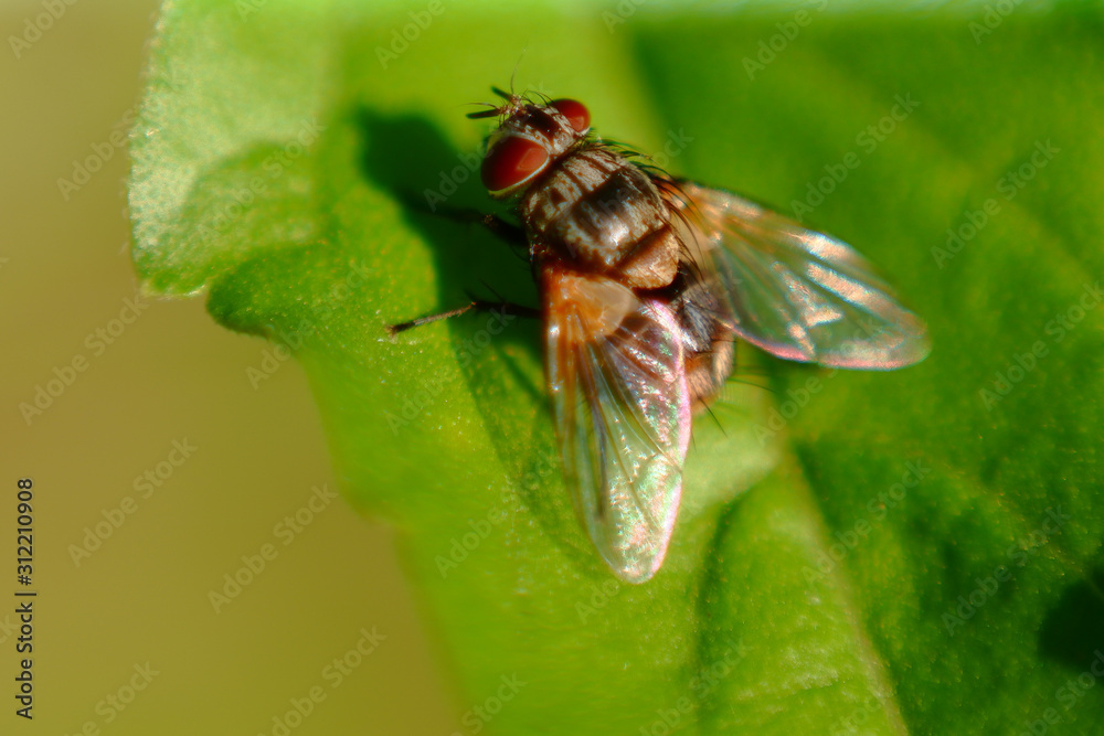 House fly perched on green leaf in garden House fly perched on green leaf in garden