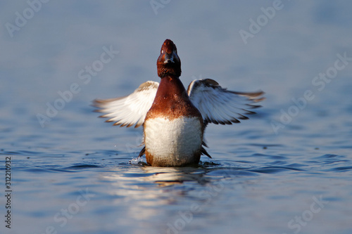 The ferruginous duck, Aythya nyroca on the wetland photo