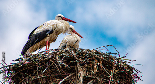Stork in Romania