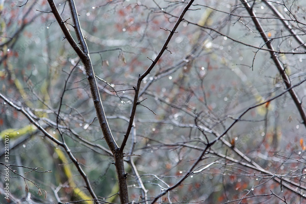 Focus on branches of trees in wet forest Focus on branches of trees in wet forest
