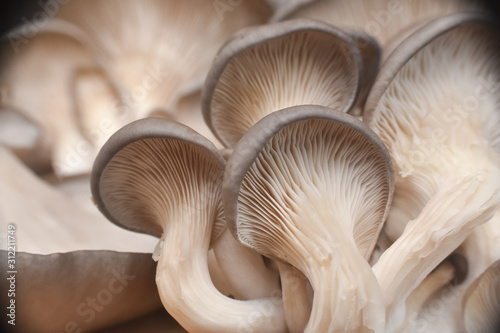 Fresh oyster mushrooms. (Pleurotus ostreatus). Vegetarian food, healthy mushroom close up