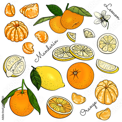 Set of yellow and orange citrus fruits. Lemon, mandarin, oranges, tangerine, clementine. Slice, cut pieces, lobule, flower, plant leaves. Vector illustration Isolated on white background. Hand drawn.