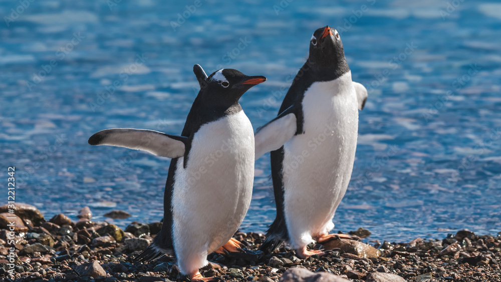 Naklejka premium Gentoo penguin couple, Neko Harbor beach, Antarctic Peninsula.