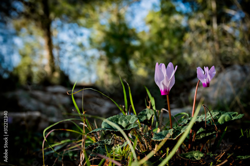 Wild cyclamen (Cyprus cyclamen) by spring time in forest and sunset backgroun...