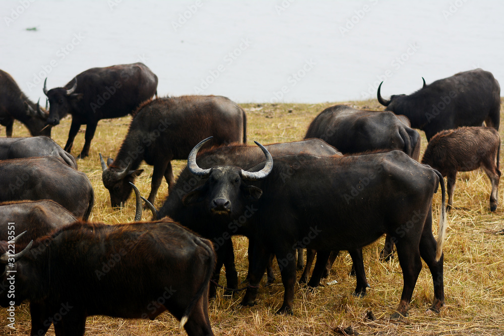 African buffalo or Cape buffalo in river bed. African buffalo or Cape buffalo in river bed.