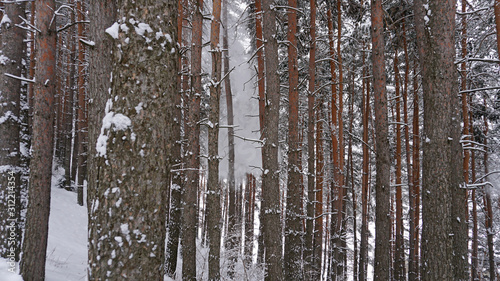 White fluffy snow falls in the forest. Coniferous trees are covered with snow. Festive mood. Branches in the snow. Big drifts around. Winter fairy tale in the Tien Shan mountains  Kazakhstan  Almaty