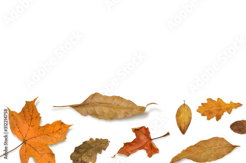 Fall leaves. Autumn background. Flat lay season composition.