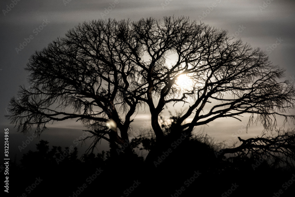 silhouette of tree at sunset silhouette of tree at sunset