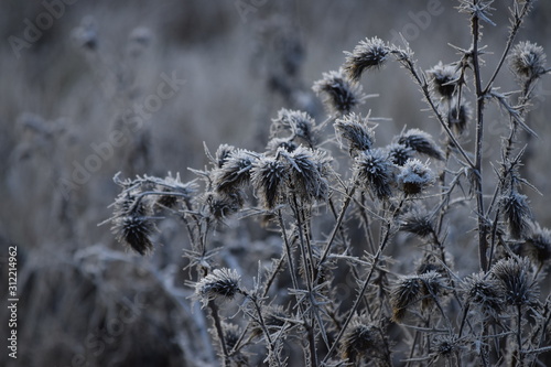 Thistles with Hoarfrost at Dawn