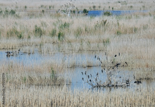 flock of ducks in lake © Zeynel