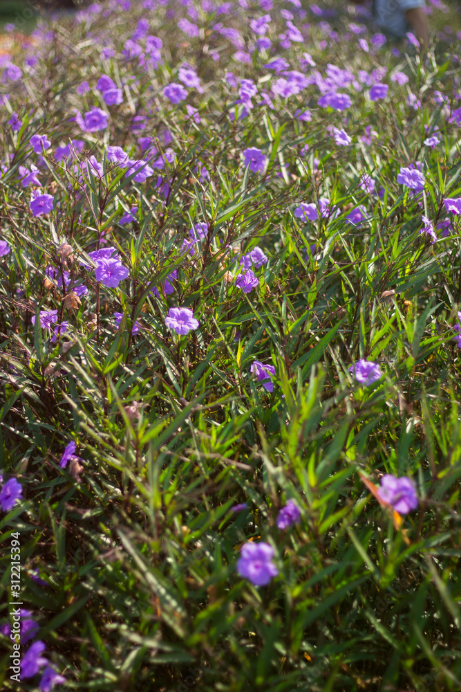 Fototapeta premium purple flower