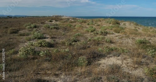 The beach between the Canet en Roussillon and Saint Cyprien, Pyrenees Orientales department, Occitanie, France. On the foreground are Prickly Parsnip, wild flowers also named  Echinophora spinosa. photo