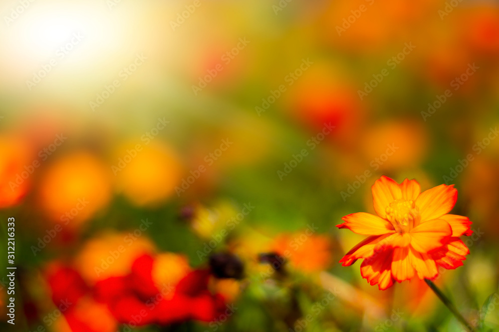 Orange Flowers nature Orange Flowers nature