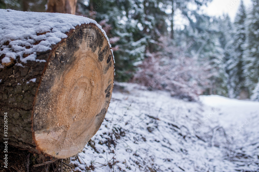Illegal cutted pine log near roadside at wintertime, conceptual deforastation image in the Carpathian mountains, copy space. Illegal cutted pine log near roadside at wintertime, conceptual deforastation image in the Carpathian mountains, copy space.