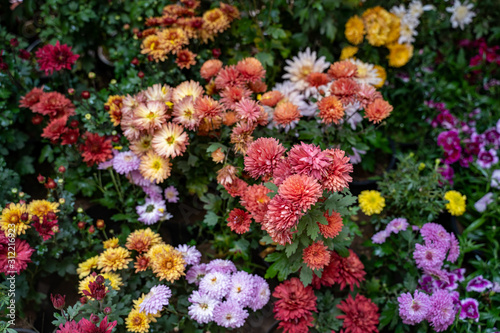 Marigolds in various colors, in selective focus in center). Most flowers intentionally blurred. Useful for backgrounds