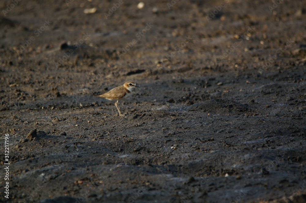 The Javan plover (Charadrius javanicus) is a species of bird in the family Charadriidae. It is endemic to Indonesia. Its natural habitats are sandy shores and intertidal flats. The Javan plover (Charadrius javanicus) is a species of bird in the family Charadriidae. It is endemic to Indonesia. Its natural habitats are sandy shores and intertidal flats.