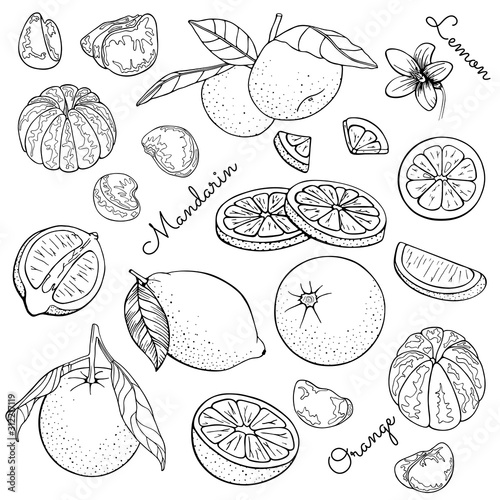 Set of citrus fruits. Lemon, mandarin, oranges, tangerine, clementine. Slice, cut pieces, lobule, flower, plant leaves. Vector illustration Isolated on white background. Hand drawn. Coloring book page
