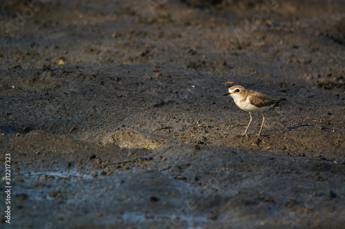 The Javan plover (Charadrius javanicus) is a species of bird in the family Charadriidae. It is endemic to Indonesia. Its natural habitats are sandy shores and intertidal flats