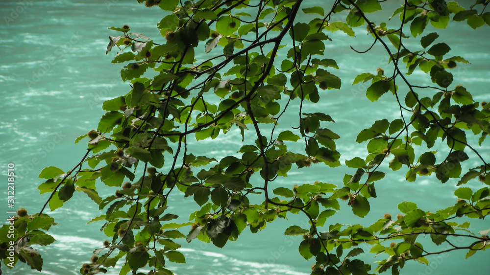 Fototapeta premium branch with green leaves on the background of the water of the Tara river, canyon of the Tara river, Montenegro