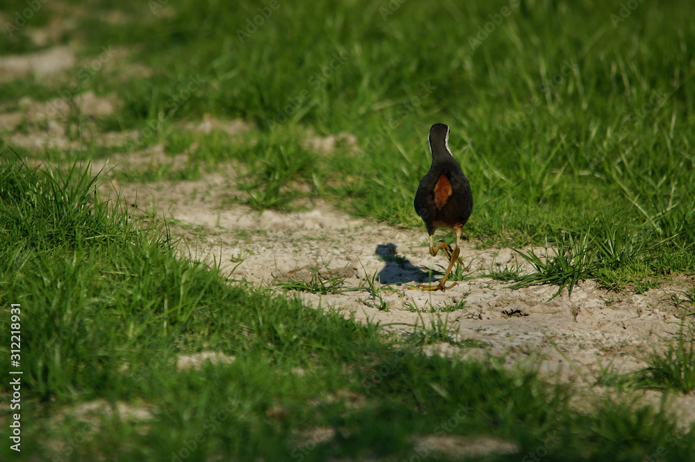 Naklejka premium The white-breasted waterhen (Amaurornis phoenicurus) is a waterbird of the rail and crake family, Rallidae, that is widely distributed across South and Southeast Asia.