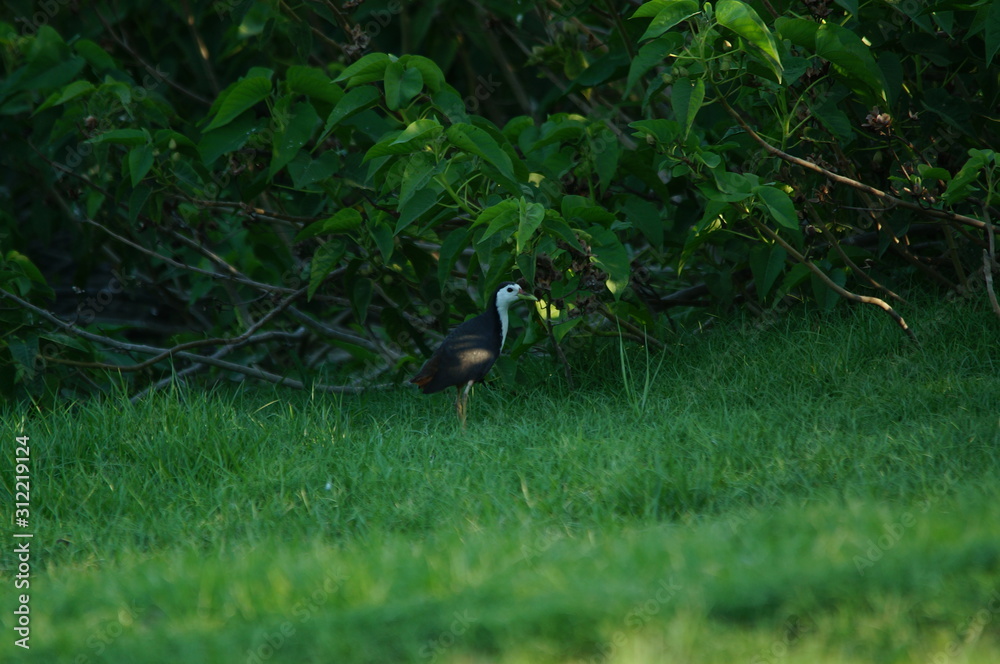The white-breasted waterhen (Amaurornis phoenicurus) is a waterbird of the rail and crake family, Rallidae, that is widely distributed across South and Southeast Asia. The white-breasted waterhen (Amaurornis phoenicurus) is a waterbird of the rail and crake family, Rallidae, that is widely distributed across South and Southeast Asia.