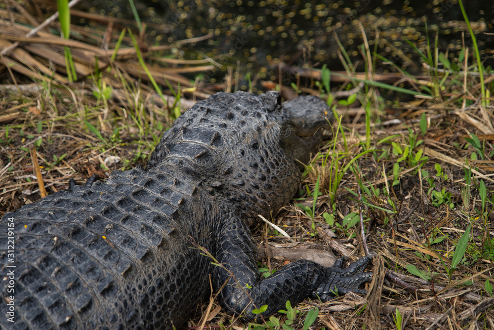 Everglades Florida Nature Alligator Gator Nahaufnahme Everglades Florida Nature Alligator Gator Nahaufnahme