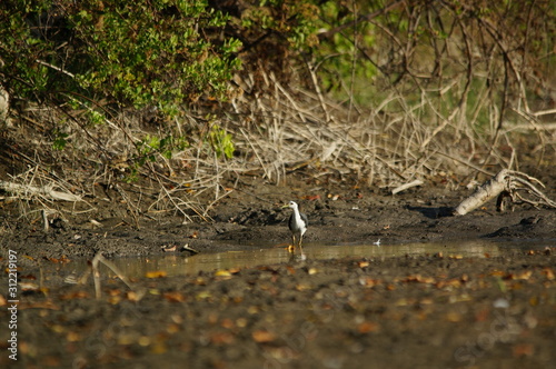 The white-breasted waterhen (Amaurornis phoenicurus) is a waterbird of the rail and crake family, Rallidae, that is widely distributed across South and Southeast Asia.