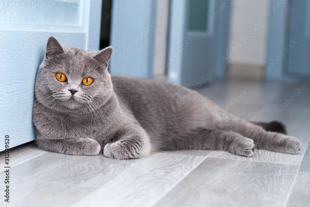 Shorthair Cat Russian Blue Russian Blue Cat British Grey Cat