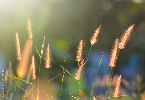 Grass flower with blurry background