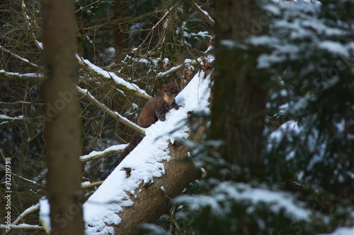 Ein Baummarder sitzt im Winter auf einem mit Schnee bedeckten Baumstamm, Martes martes photo