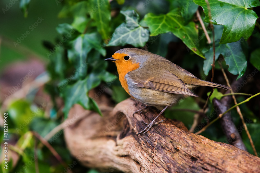 European Robinin in his environment. His Latin name is Erithacus rubecula. European Robinin in his environment. His Latin name is Erithacus rubecula.