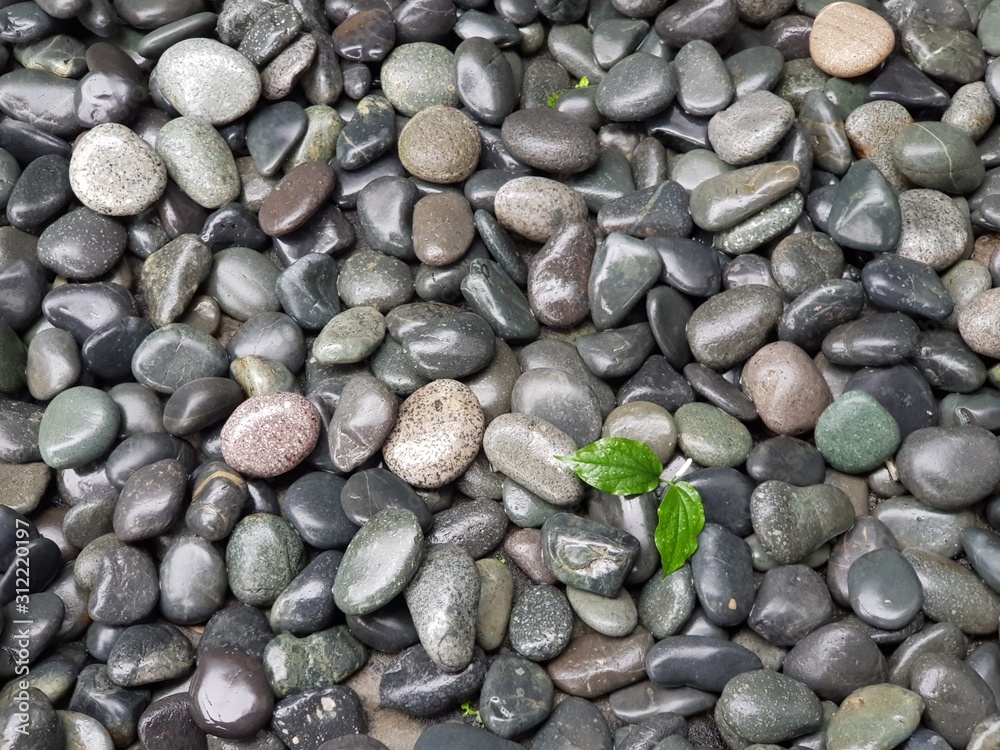 Wet grey pebble with green leaf Wet grey pebble with green leaf