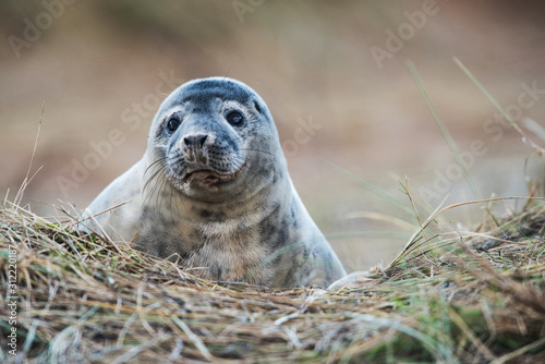 Grey seals come in winter to coastline to give birth to their pups near the sand dunes.