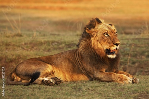 A Lion male (Panthera leo) lying in dry grassland and looking for the rest of his pride in morning sun.