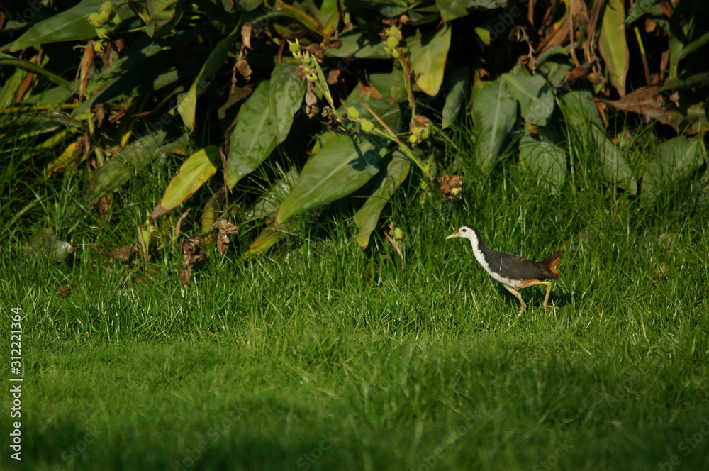 Obraz premium The white-breasted waterhen (Amaurornis phoenicurus) is a waterbird of the rail and crake family, Rallidae, that is widely distributed across South and Southeast Asia.
