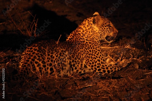 The African leopard (Panthera pardus pardus) female have a rest before the hunt. Hunting African Leopard with open mouth.
