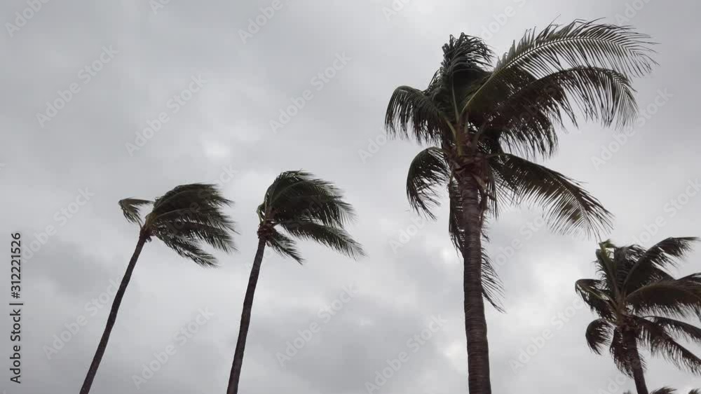 Tops of palm trees blowing wildly in the wind with dark storm clouds in the background