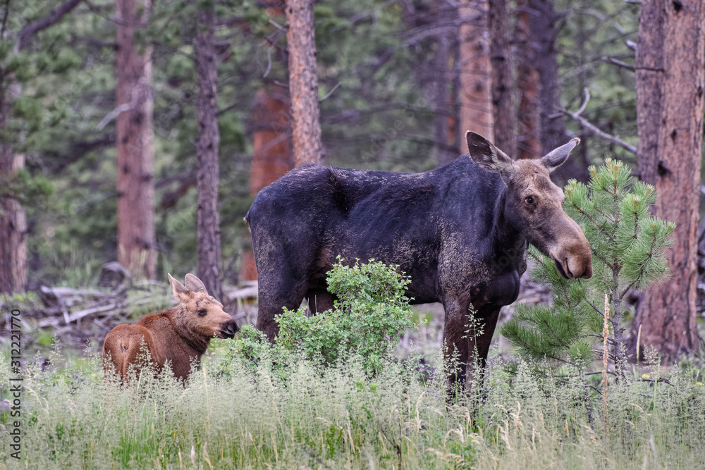 Fototapeta premium Shiras Moose in Colorado. Cow Moose With Calf in a Pine Forest.