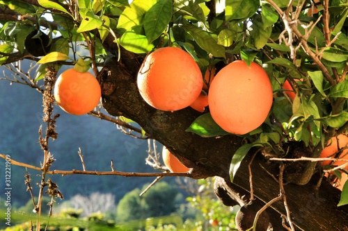 Photos Orange plantation in the Valencian orchard