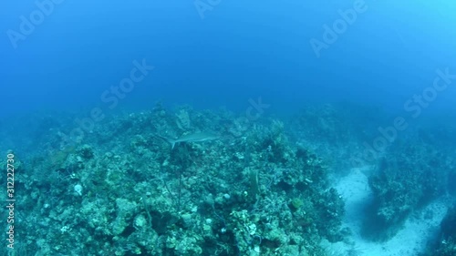 Caribbean reef shark swimming