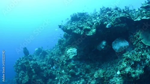 fish shoal over reef