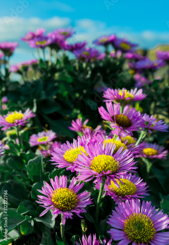 flowers in the garden