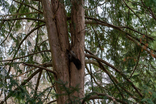 Eichhörnchen sitzt auf Baum und isst 