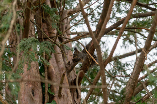 Eichhörnchen sitzt auf Baum und isst 