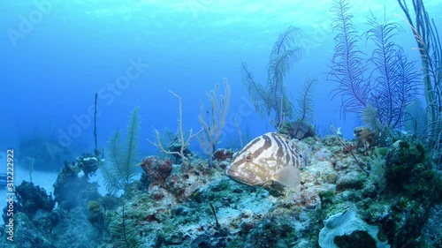 Nassau grouper over reef