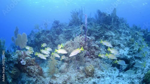 Fish shoal on reef