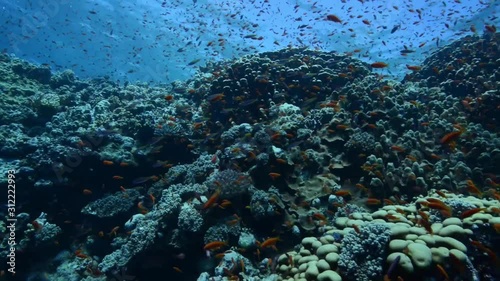 coral reef with anthias scene
