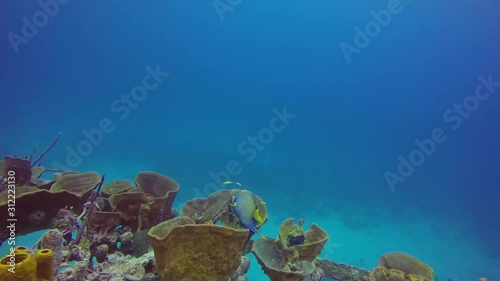 angelfish in Bahamas